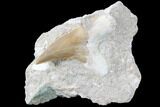 Otodus Shark Tooth Fossil In Rock - Eocene #87017-1